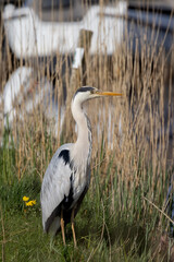 Graureiher in Tipperne