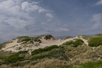 Dünen am Lyngvig For