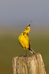 Schafstelze mit Libelle in Tipperne