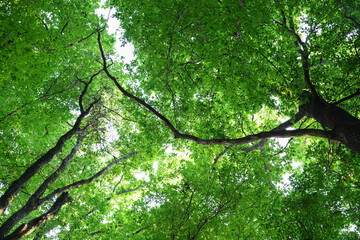 Obraz premium Beautiful trees with green leaves in forest, bottom view