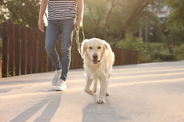 Owner walking with cute Golden Retriever dog outdoors on sunny day, closeup