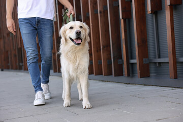 Owner walking with cute Golden Retriever dog outdoors, closeup. Space for text