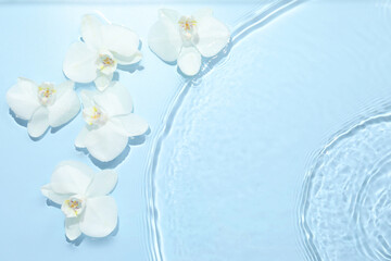 Beautiful orchid flowers in water on light blue background, flat lay. Space for text