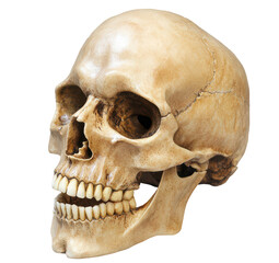 Human skull side view, angled perspective, transparent background