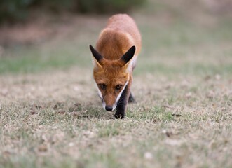 Red fox walking on grass
