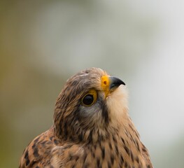 Close-up of a kestrel