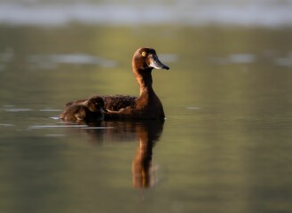 Duck and Duckling Swimming in Calm Water