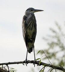 Heron perched on a branch