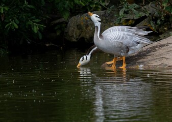 Two bar-headed geese standing by the water's edge, drinking from the pond