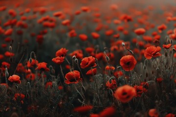 Obraz premium Poppy field blossom flower plant.