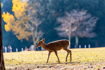 Deer at Nara park, Nara city Japan, little deer in autumn.
