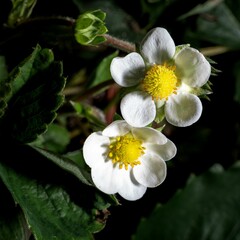 White strawberry flowers in a garden