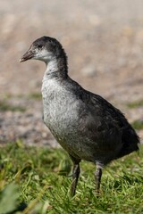 Close-up of a young bird on a sunny day