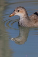 Close-up of a young bird on a sunny day
