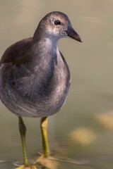 Close-up of a young bird on a sunny day