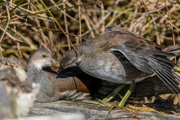 Close-up of young birds on a sunny day