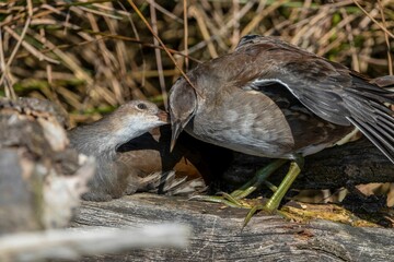 Close-up of young birds on a sunny day