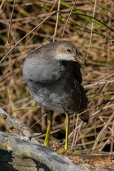 Close-up of a young bird on a sunny day