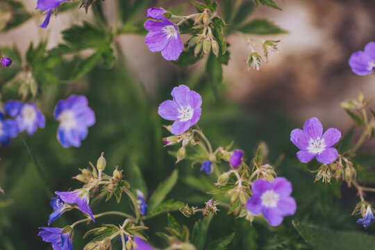 Summer meadow with blue flowers and soft bokeh in the background.