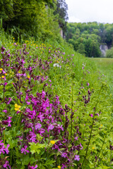 Nature reserve Udoli Plakanek near Kost castle, Eastern Bohemia, Czech Republic