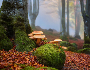 Mushrooms growing on moss-covered stones in the misty forest, surrounded by ancient trees and colorful foliage, creating an enchanting woodland scene