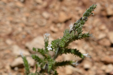 Italian bugloss flower