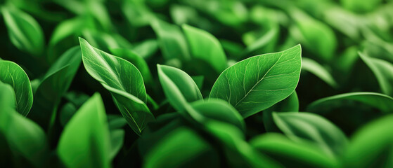 Obraz premium Explore vibrant colors and advanced biotechnology in modern farming with high-resolution images of genetically modified crops thriving in lush fields.