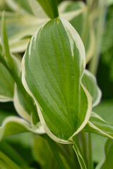 Hosta So Sweet leaves