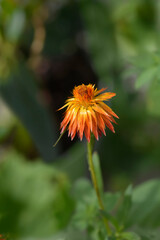 Orang e straw flower