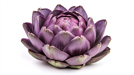 Obraz premium Purple artichoke isolated on white background close up view