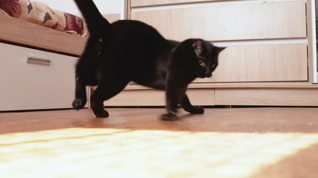 Young black cat playing with laser pointer on the floor