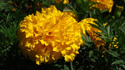 yellow flower in the garden
