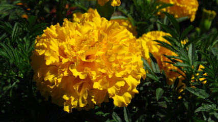 yellow flower in the garden
