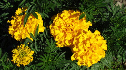 yellow flower in the garden