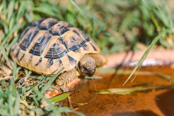 Tortoise drinking water in grassy area