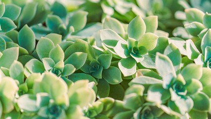 Close-up of Green Succulent Plants