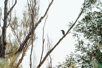 Bird perched on a tree branch in a forest