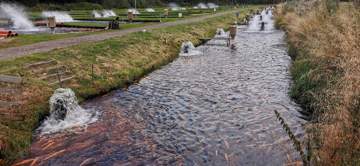 Danish pond farm producing lots of golden trouts swimming in the water