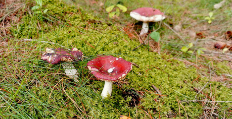 Decorative red and white mushrooms growing in the green moss in autumn season
