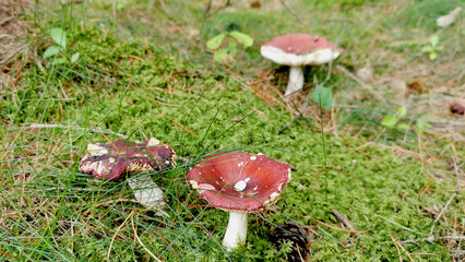 Decorative red and white mushrooms growing in the green moss in autumn season