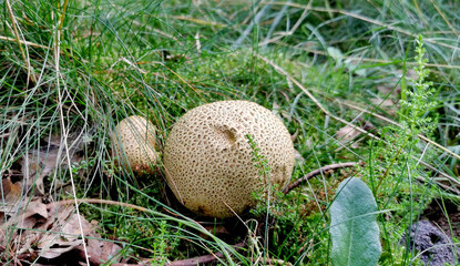 Decorative brown and white common puff balls mushrooms growing in the forest in autumn season