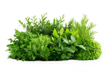A lush collection of green plants and herbs with varying leaf shapes and textures, arranged in a dense, vibrant cluster, displayed against a transparent background.