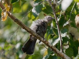 Close-up of a Catbird perched on a branch surrounded by green leaves in a forest setting.