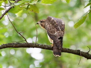 Hawk Perched on a Tree Branch