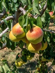 Ripe pears hanging on a tree branch in an orchard.