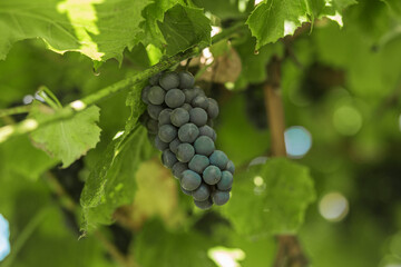 Harvesting. Bunch of Ripe Grapes Hanging on Vine