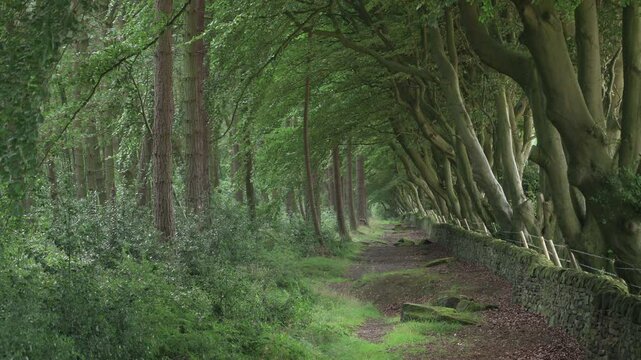 Establishing shot from Upper Moor in the Derbyshire Dales of arched beech trees and a woodland path.