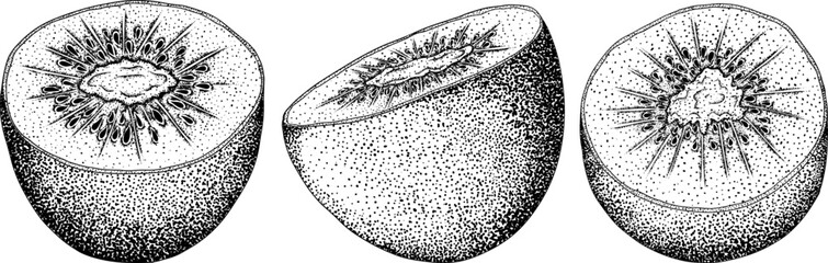 Vector hand drawn engraving Kiwifruit or Chinese gooseberry, or yangtaosign. Tropical exotic fruit