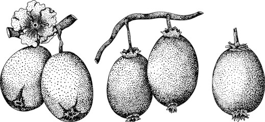 Vector hand drawn engraving Kiwifruit or Chinese gooseberry, or yangtaosign. Tropical exotic fruit