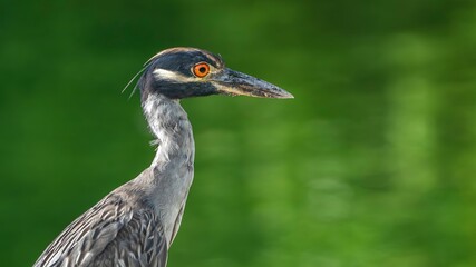 Yellow-crowned night heron close-up with green background.